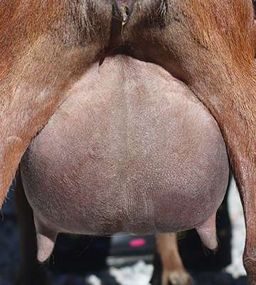 Lesperance Hartstopper